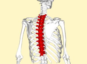 T Spine Vertebrae